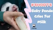 Baby Panda Crying For Milk Sound