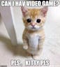 kitty meme