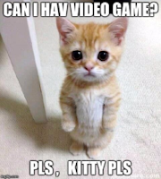 kitty meme