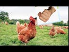 In my room I beat my cock