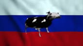 Polish cow russian hardbass