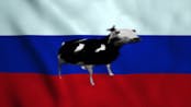 Polish cow russian hardbass