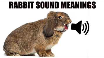 Rabbit clucking Meme Sound Effect - Voicy