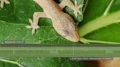 Asian House Gecko