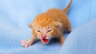 Cat SFX 16