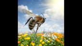 Honey Bee Sound Effect