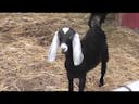 Goat sounds 