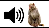 Funny Monkey Sound