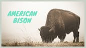 American Bison Sound