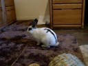 Rabbit thump 