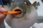 Gulping Pufferfish