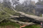 Tree Falling Down Fast 