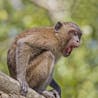 Screaming monkey