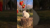 cute bunny eating strawberrys