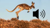 Kangaroo Hop Across Australia Bush 