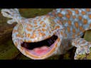 Tokay Gecko Effect