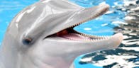 dolphin laugh - meme - cringe -