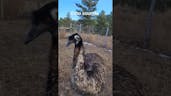 Emu Sound Effect