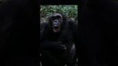 Chimpanzee Sound 12