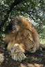 Lion breathing while asleep