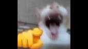 cat laughing