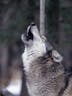 Wolf howl