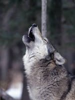Wolf howl