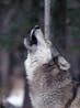 Wolf howl