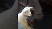 Lamb Making Cute Sound