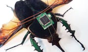 Synthetic Insects