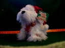 singing christmas dog carolling canines deck the halls