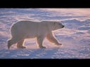 Polar Bear Sound 