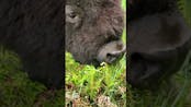 Bison Eating Ferns Sound