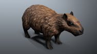 After party (Capybara)