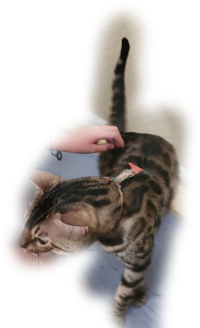 don't yous no entig Meme Sound Effect - Voicy