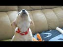 Labrador Puppy Cute Sounds 