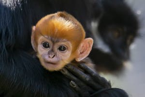 Spider Monkey