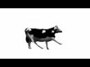 dancing polish cow