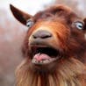 Goat Screaming