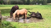 Giant Horse Cock weighs over 11 pounds