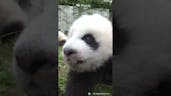 Baby Panda's Screaming
