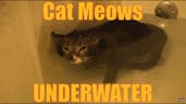 cat meows underwater