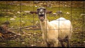 The screaming goat