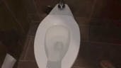 Toilet Flushing SFX 7