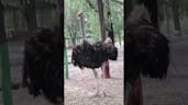 Ostrich 19