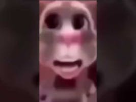 boi what the hell boi (talking tom meme)