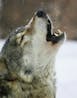 Wolf deep howl