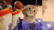 baller cat