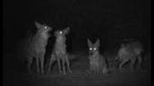 Coyote pack