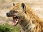 Hyena growls 02